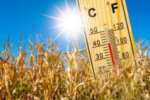 canicule et logement (image : adobe stock)